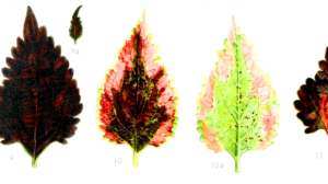 botanical illustrations